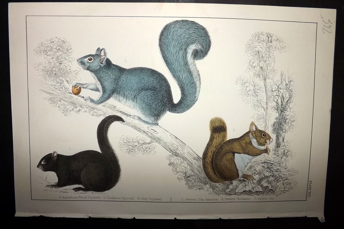 Goldsmith, Oliver C1855 Hand Col Print. American, Grey, Chickaree Squirrel 17 (1 of 1)