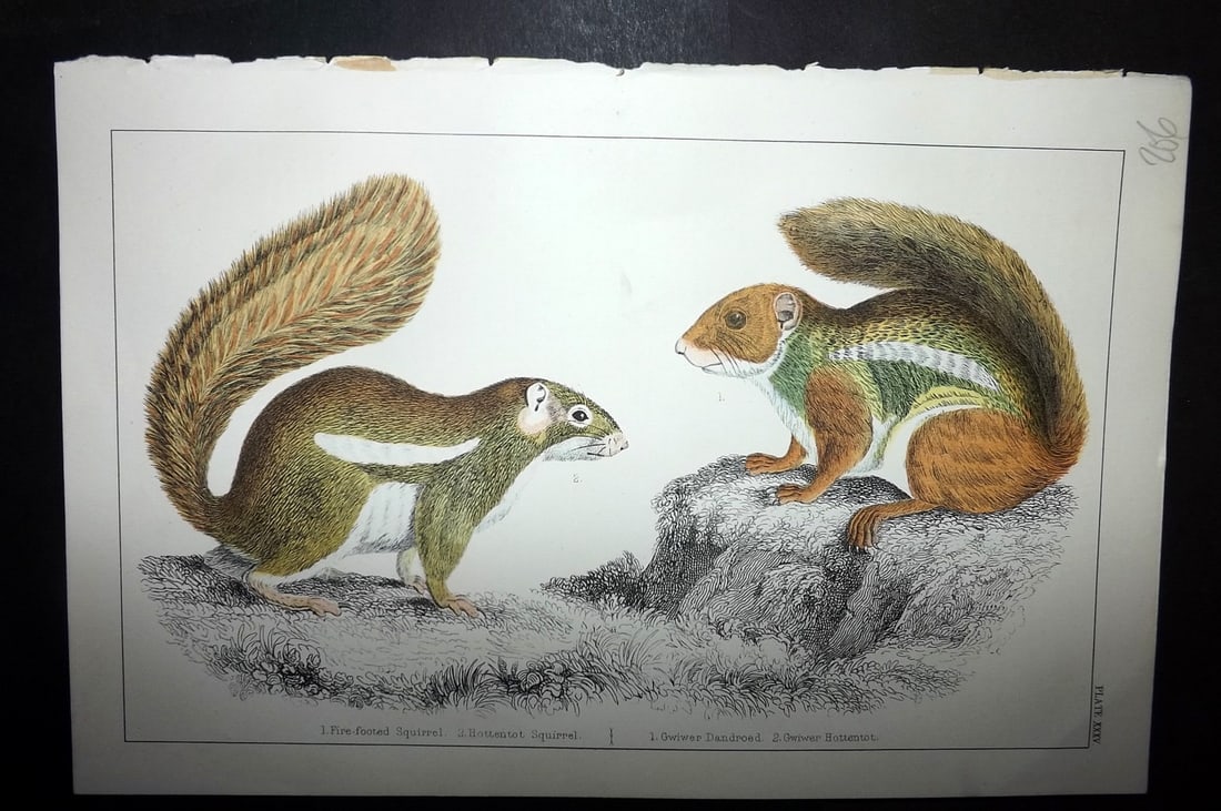 Goldsmith, Oliver C1855 Hand Col Print. Fire Footed & Hottentot Squirrel 35 (1 of 1)