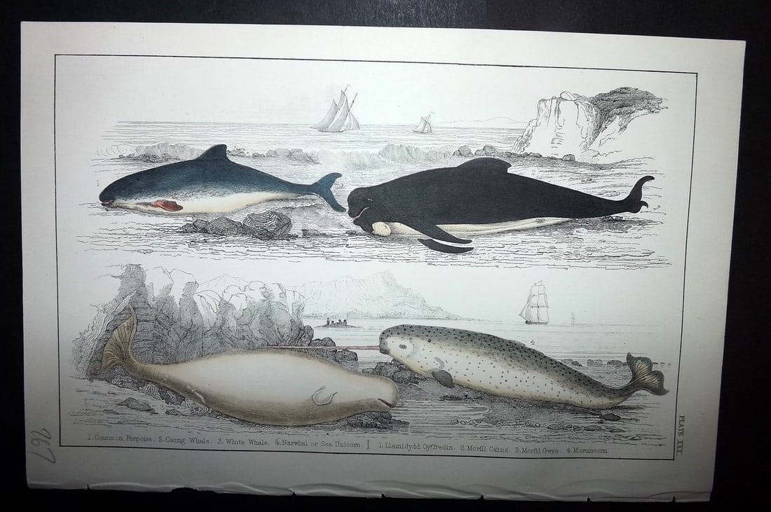 Goldsmith, Oliver C1855 Hand Col Print. Common Porpoise, White Whale, Narwhal 30: Hand Colored Etching/Engraving Published C1855 by A. Fullarton & Co., London for "A History of the Earth and Animated Nature" by Oliver Goldsmith. Paper Size: 10 x 6 inch (25 x 16cm) Good Condition