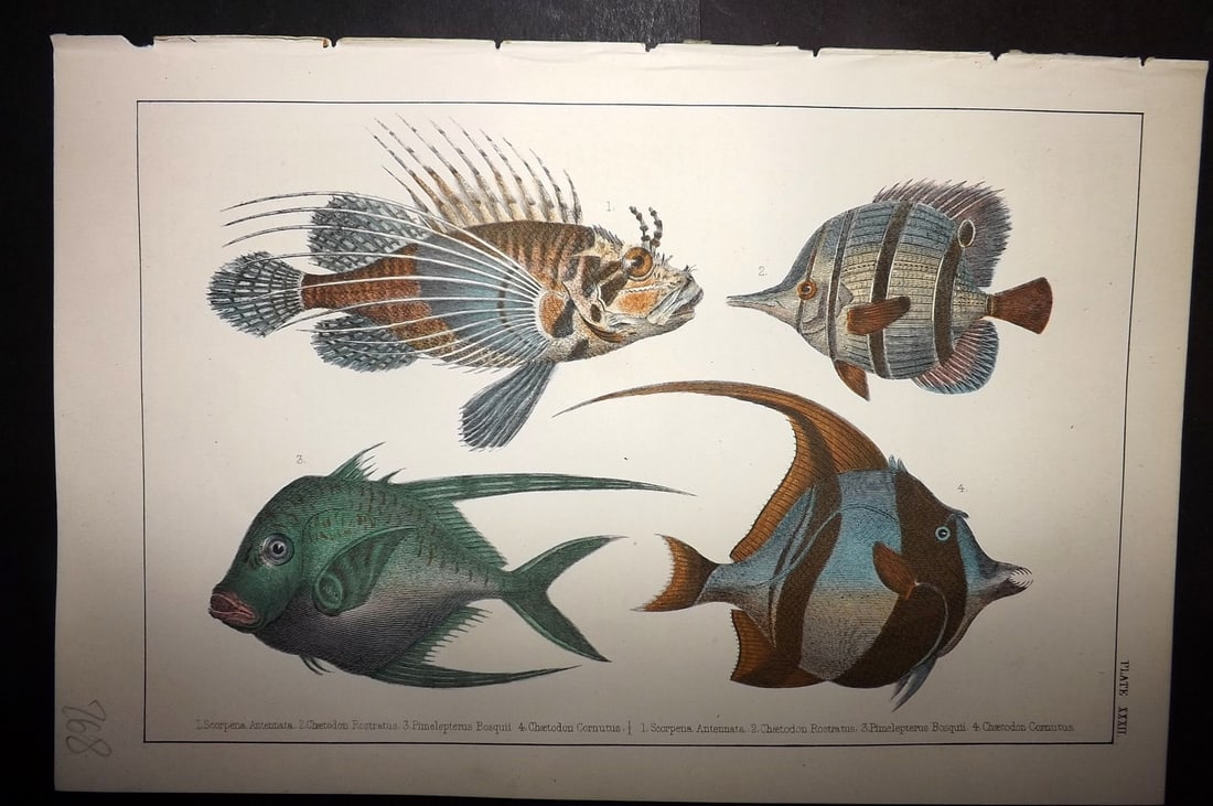 Goldsmith, Oliver C1855 Hand Col Print. Scorpena, Chaetodon Fish 32: Hand Colored Etching/Engraving Published C1855 by A. Fullarton & Co., London for "A History of the Earth and Animated Nature" by Oliver Goldsmith. Paper Size: 10 x 6 inch (25 x 16cm) Good Condition