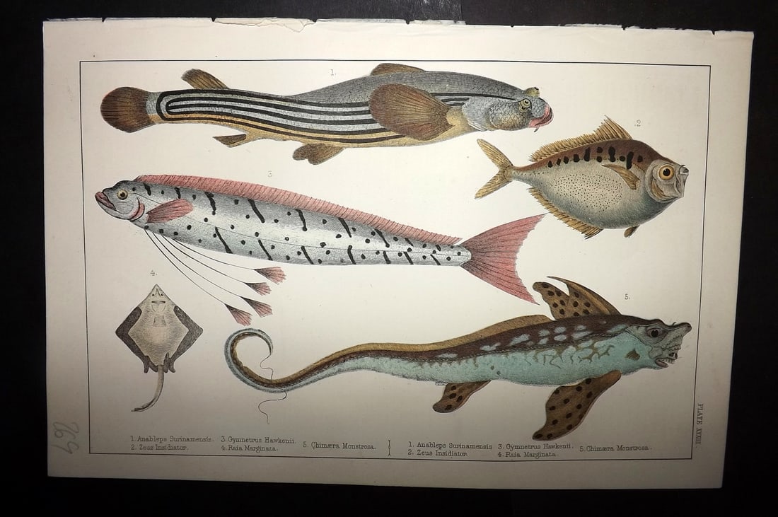 Goldsmith, Oliver C1855 Hand Col Print. Anableps, Raia. Zeus Fish 33: Hand Colored Etching/Engraving Published C1855 by A. Fullarton & Co., London for "A History of the Earth and Animated Nature" by Oliver Goldsmith. Paper Size: 10 x 6 inch (25 x 16cm) Good Condition
