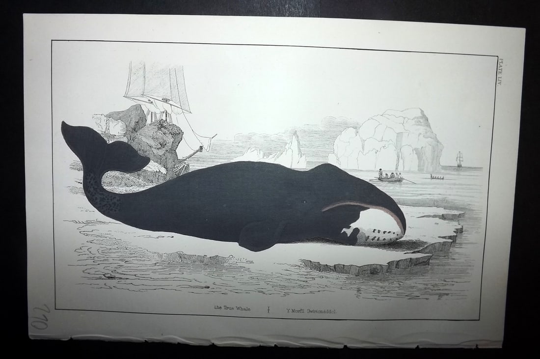 Goldsmith, Oliver C1855 Hand Col Print. The True Whale 54: Hand Colored Etching/Engraving Published C1855 by A. Fullarton & Co., London for "A History of the Earth and Animated Nature" by Oliver Goldsmith. Paper Size: 10 x 6 inch (25 x 16cm) Good Condition