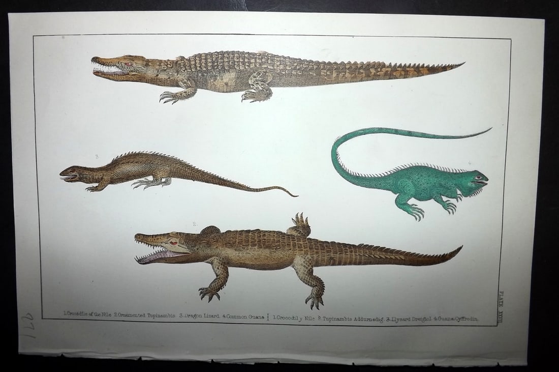 Goldsmith, Oliver C1855 Hand Col Print. Crocodile of the Nile, Dragon Lizard, Guana 27: Hand Colored Etching/Engraving Published C1855 by A. Fullarton & Co., London for "A History of the Earth and Animated Nature" by Oliver Goldsmith. Paper Size: 10 x 6 inch (25 x 16cm) Good Condition