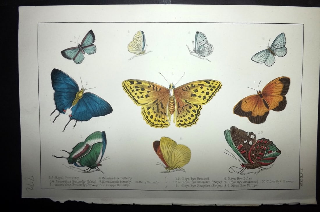 Goldsmith, Oliver C1855 Hand Col Print. Royal, Azure Butterflies 39: Hand Colored Etching/Engraving Published C1855 by A. Fullarton & Co., London for "A History of the Earth and Animated Nature" by Oliver Goldsmith. Paper Size: 10 x 6 inch (25 x 16cm) Good Condition