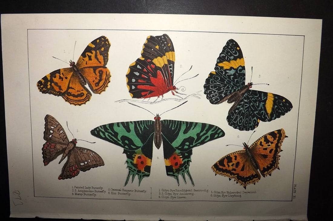 Goldsmith, Oliver C1855 Hand Col Print. Painted Lady, Oriental Emperor Butterflies 40: Hand Colored Etching/Engraving Published C1855 by A. Fullarton & Co., London for "A History of the Earth and Animated Nature" by Oliver Goldsmith. Paper Size: 10 x 6 inch (25 x 16cm) Good Condition
