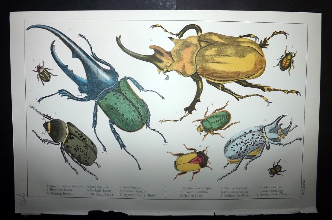 Goldsmith, Oliver C1855 Hand Col Print. Gigantic, Golden Beetles 42 Insects: Hand Colored Etching/Engraving Published C1855 by A. Fullarton & Co., London for "A History of the Earth and Animated Nature" by Oliver Goldsmith. Paper Size: 10 x 6 inch (25 x 16cm) Good Condition