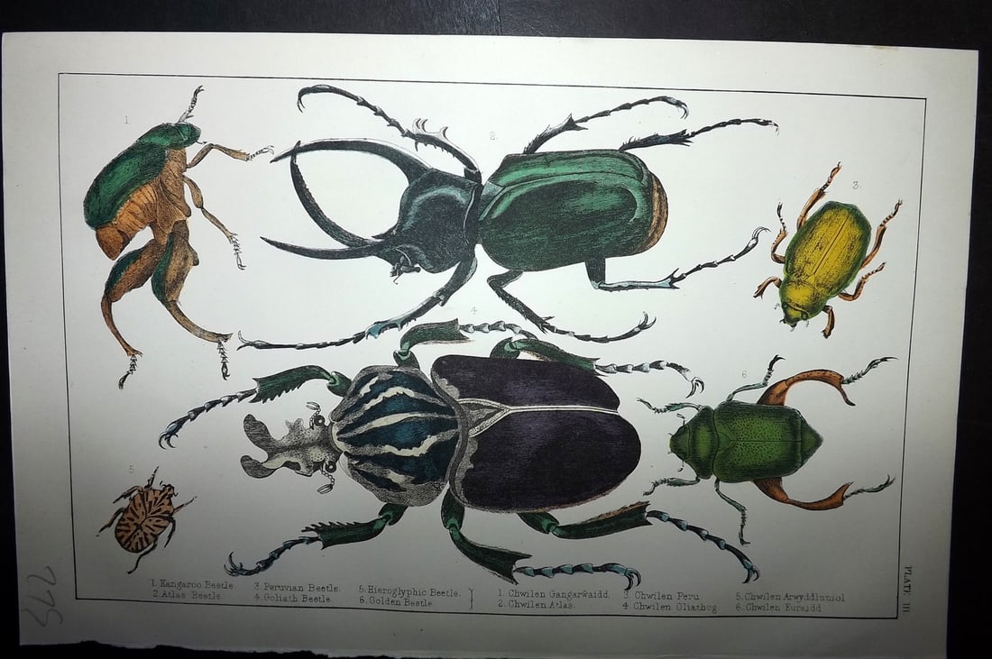 Goldsmith, Oliver C1855 Hand Col Print. Beetles incl Goliath 03 Insects: Hand Colored Etching/Engraving Published C1855 by A. Fullarton & Co., London for "A History of the Earth and Animated Nature" by Oliver Goldsmith. Paper Size: 10 x 6 inch (25 x 16cm) Good Condition