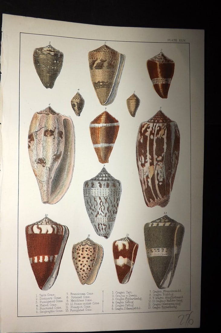 Goldsmith, Oliver C1855 Hand Col Print. Shells 44 (1 of 1)