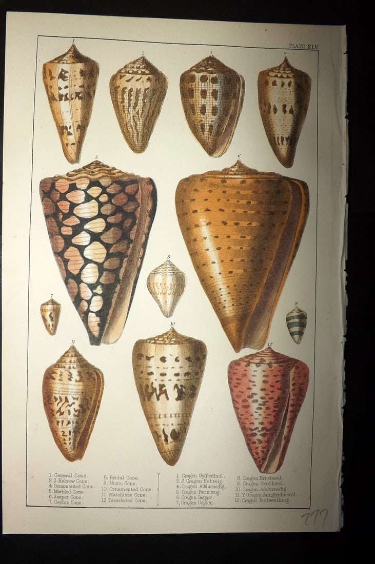 Goldsmith, Oliver C1855 Hand Col Print. Shells 45 (1 of 1)