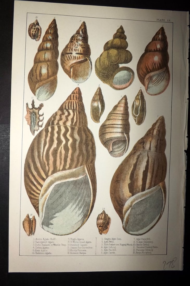 Goldsmith, Oliver C1855 Hand Col Print. Shells 60 (1 of 1)