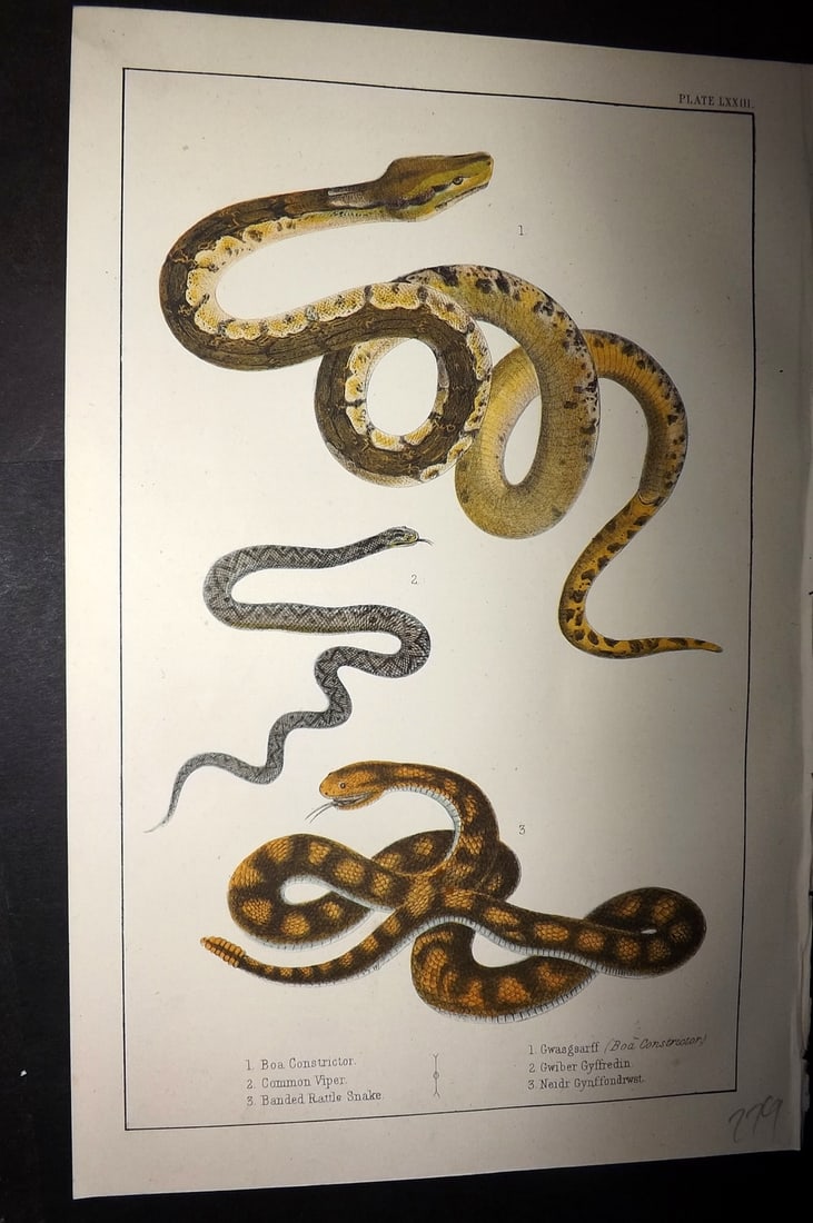 Goldsmith, Oliver C1855 Hand Col Print. Snakes - Boa, Viper, Rattle Snake (1 of 1)