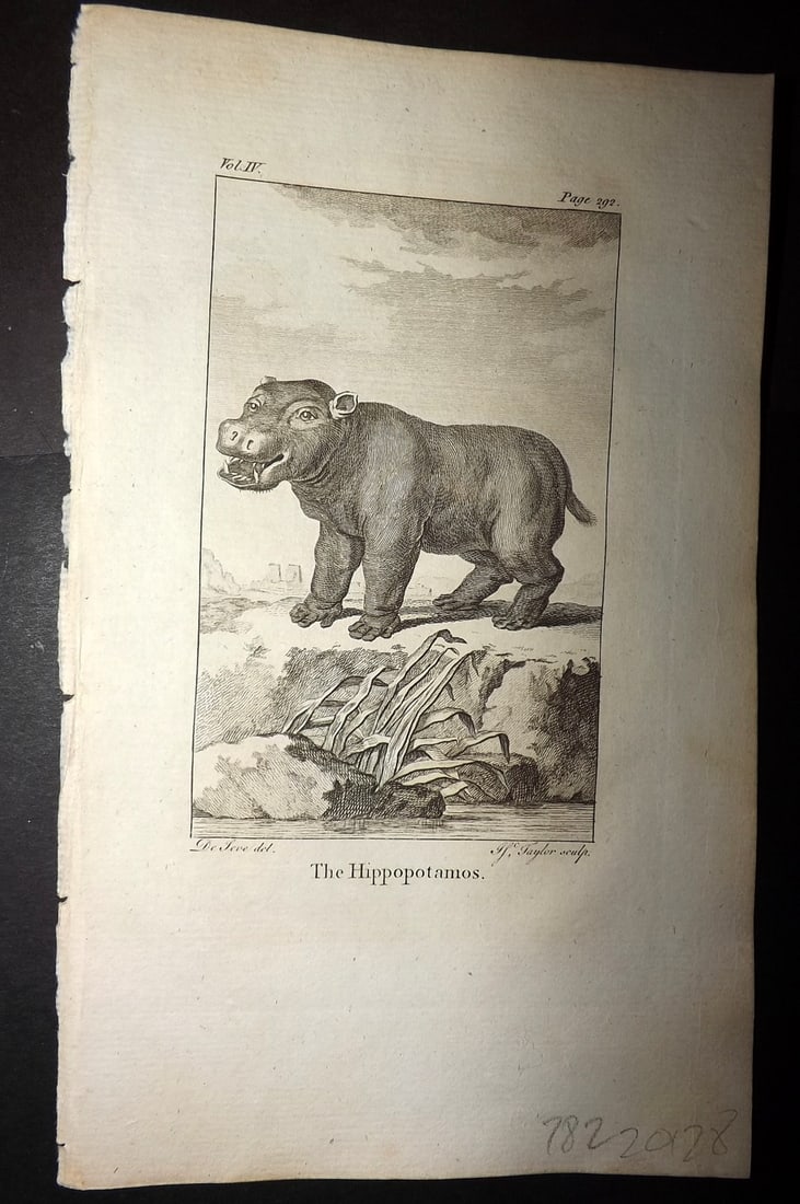 Goldsmith, Oliver 1779 Antique Print. Hippo: Copper Plate Published 1779, London for "An History of the Earth and Animated Nature" by Oliver Goldsmith. Paper Size: 8 x 5 inch (21 x 13cm) Good Condition