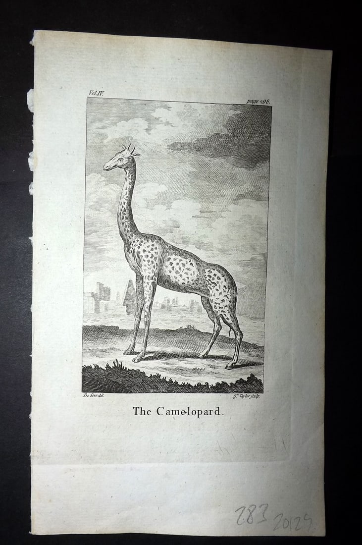 Goldsmith, Oliver 1779 Antique Print. Giraffe: Copper Plate Published 1779, London for "An History of the Earth and Animated Nature" by Oliver Goldsmith. Paper Size: 8 x 5 inch (21 x 13cm) Good Condition