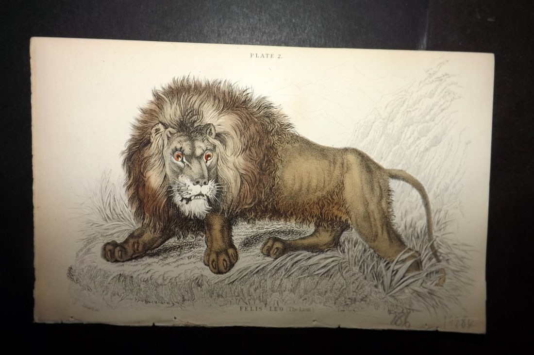 Jardine, William 1834 Hand Col Print. Lion (1 of 1)