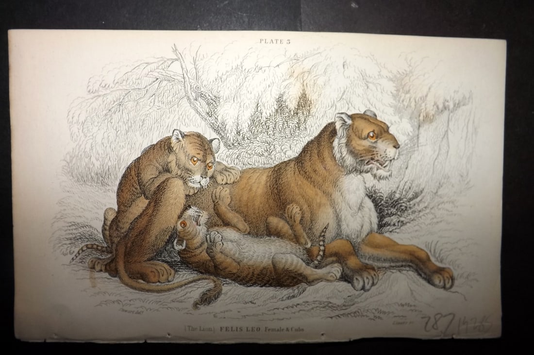 Jardine, William 1834 Hand Col Print. Lioness & Cubs: Hand Colored Steel Engraving/Etching Published 1833-43 by W.H.Lizars, Edinburgh for "The Naturalist's Library"by Sir William Jardine. Paper Size: 6.5 x 4.25 inch (17 x 11cm) Good Condition