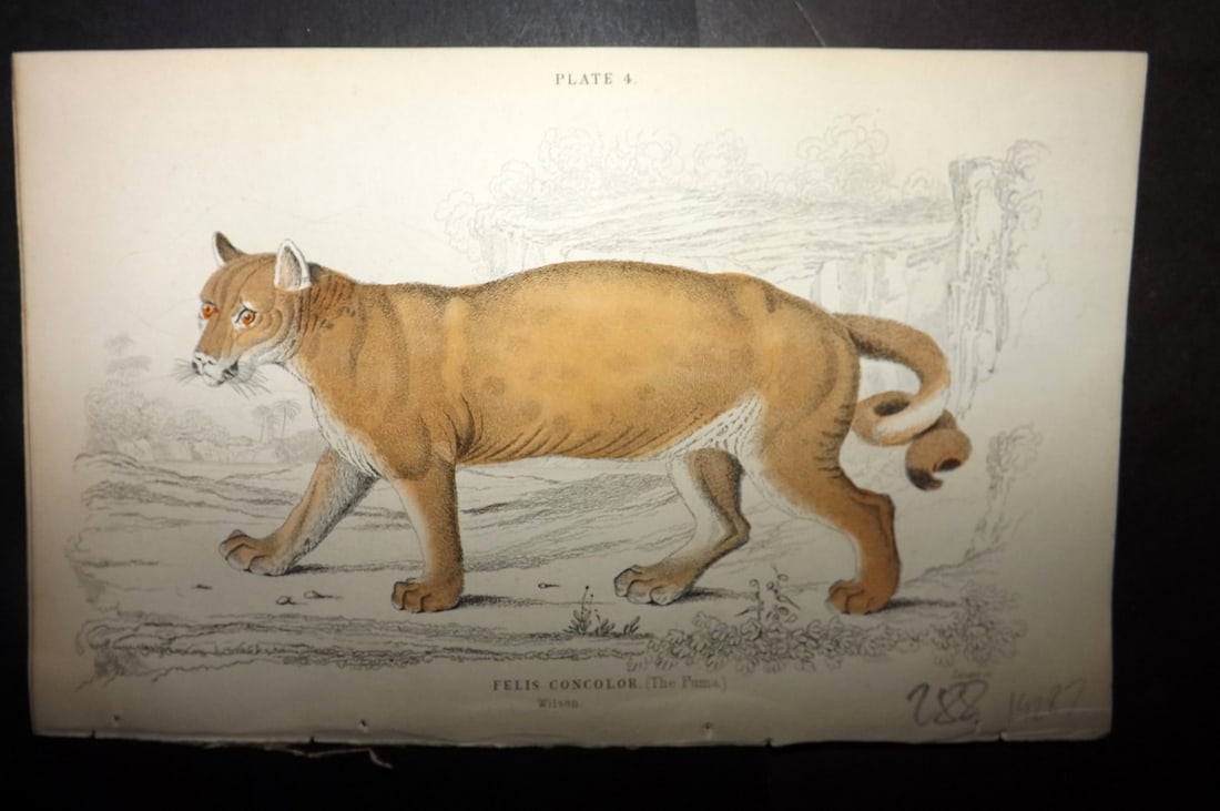 Jardine, William 1834 Hand Col Print. Puma: Hand Colored Steel Engraving/Etching Published 1833-43 by W.H.Lizars, Edinburgh for "The Naturalist's Library"by Sir William Jardine. Paper Size: 6.5 x 4.25 inch (17 x 11cm) Good Condition