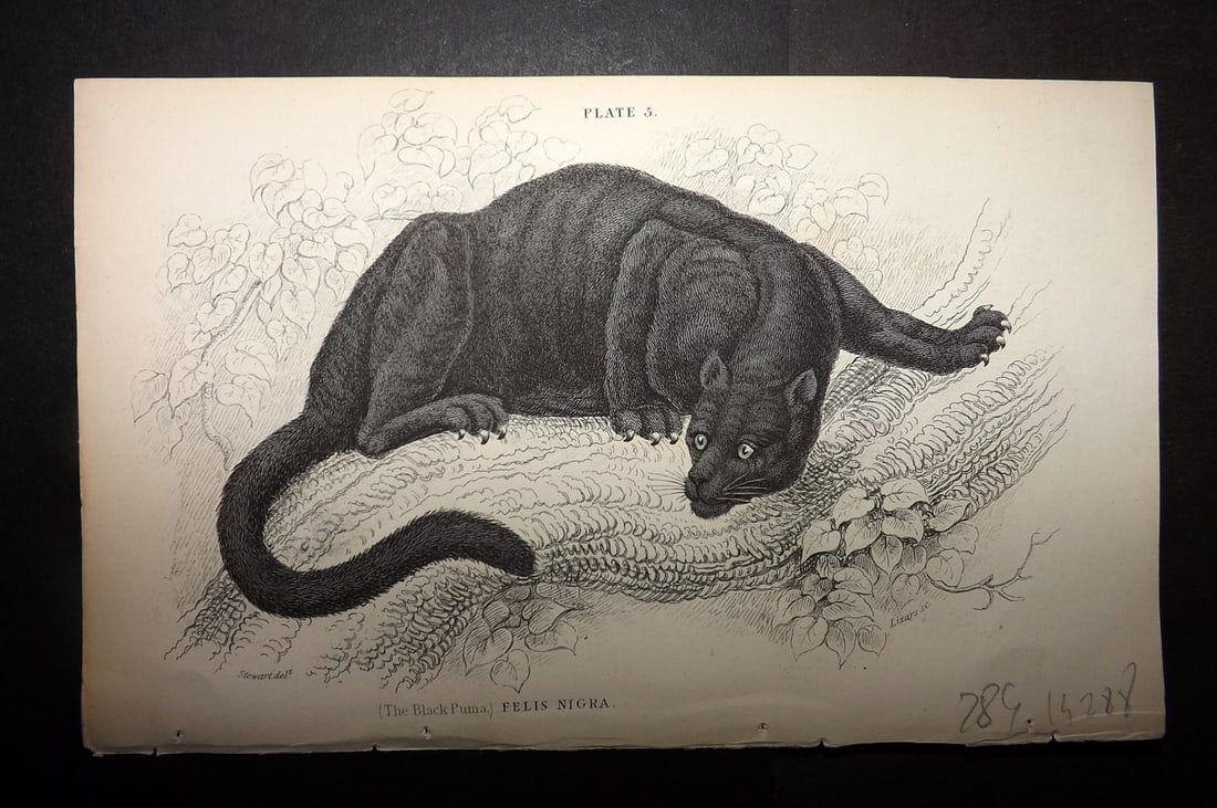 Jardine, William 1834 Hand Col Print. Black Puma: Hand Colored Steel Engraving/Etching Published 1833-43 by W.H.Lizars, Edinburgh for "The Naturalist's Library"by Sir William Jardine. Paper Size: 6.5 x 4.25 inch (17 x 11cm) Good Condition