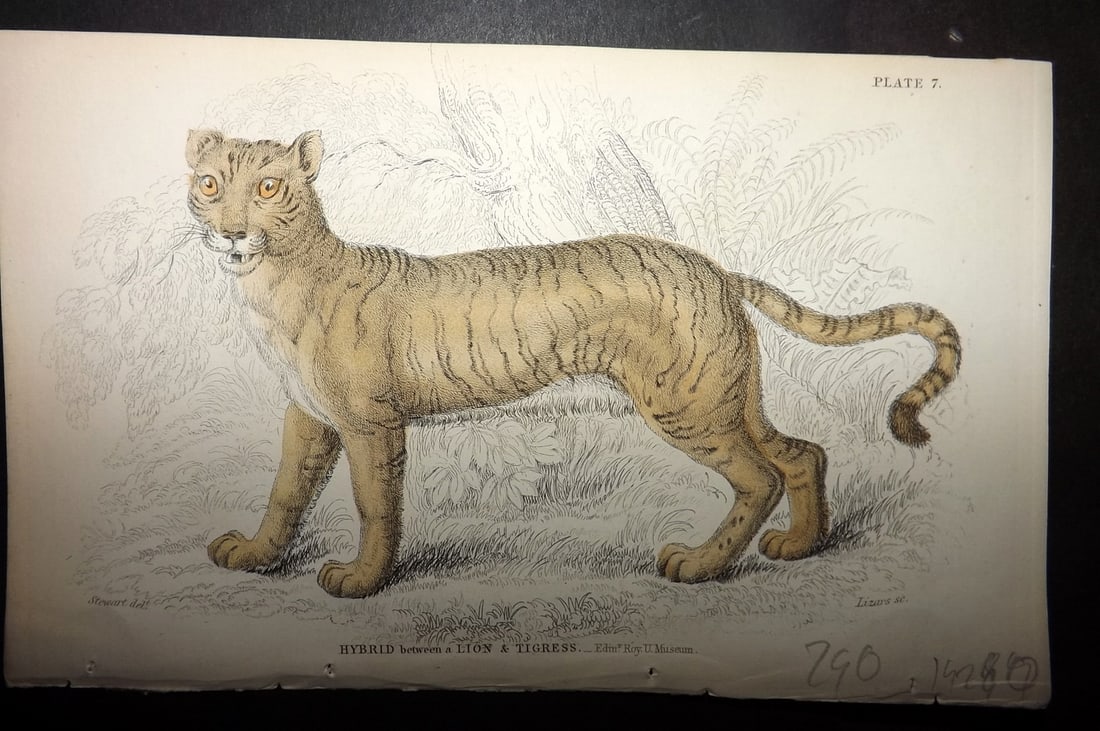 Jardine, William 1834 Hand Col Print. Hybrid Lion & Tigress (1 of 1)