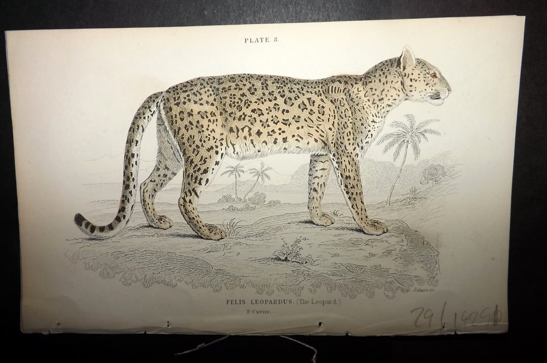 Jardine, William 1834 Hand Col Print. Leopard (1 of 1)