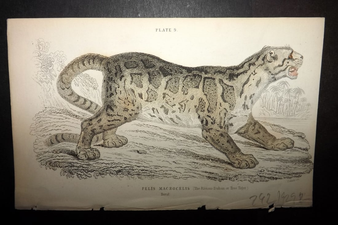 Jardine, William 1834 Hand Col Print. Tree Tiger (1 of 1)