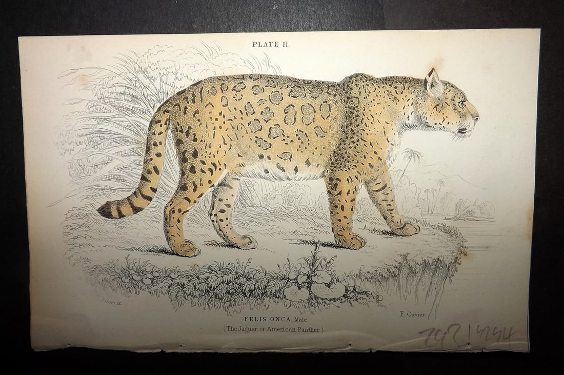Jardine, William 1834 Hand Col Print. Jaguar or American Panther: Hand Colored Steel Engraving/Etching Published 1833-43 by W.H.Lizars, Edinburgh for "The Naturalist's Library"by Sir William Jardine. Paper Size: 6.5 x 4.25 inch (17 x 11cm) Very minor toning. Good Co