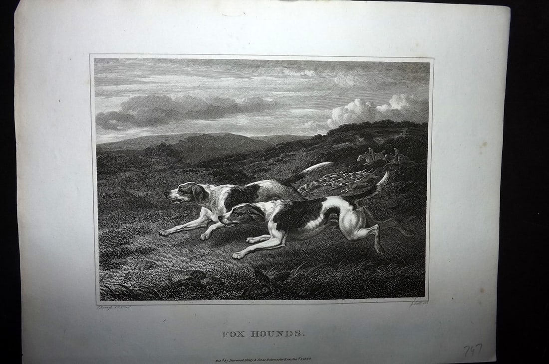 Scott, John 1820 Antique Dog Print. Fox Hounds (1 of 1)