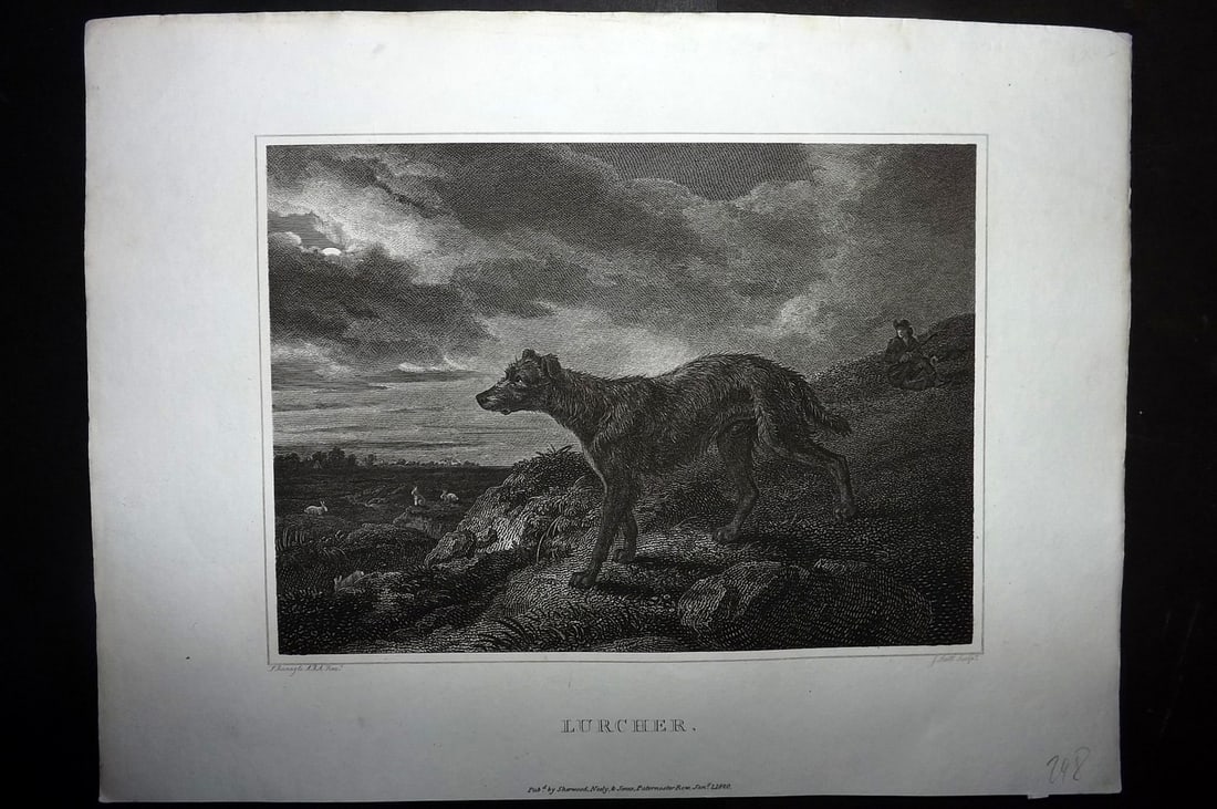 Scott, John 1820 Antique Dog Print. Lurcher: Copper Plate Published 1820, London for "The Sportsman's Repository" by John Scott. Paper Size: 11.5 x 8.5 inch (29 x 22cm) Good Condition