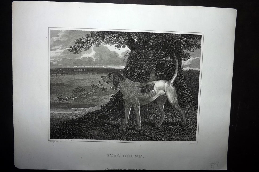 Scott, John 1820 Antique Dog Print. Stag Hound: Copper Plate Published 1820, London for "The Sportsman's Repository" by John Scott. Paper Size: 11.5 x 8.5 inch (29 x 22cm) Good Condition