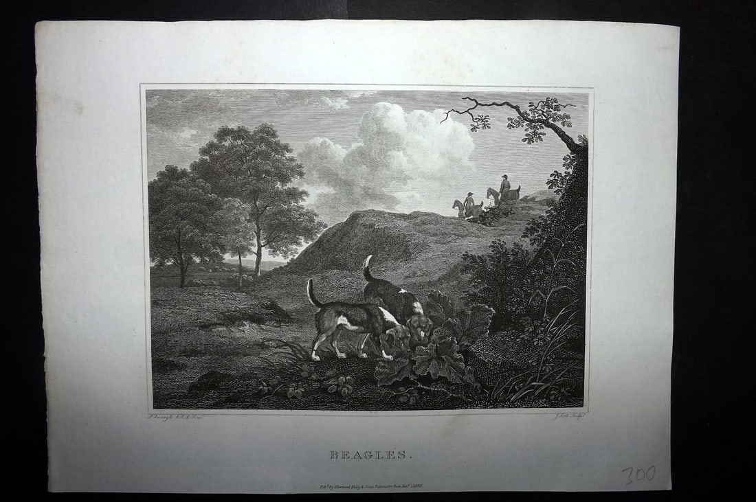 Scott, John 1820 Antique Dog Print. Beagles: Copper Plate Published 1820, London for "The Sportsman's Repository" by John Scott. Paper Size: 11.5 x 8.5 inch (29 x 22cm) Good Condition