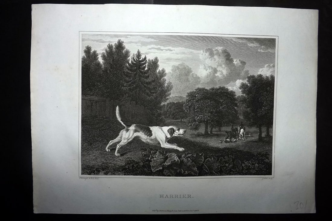 Scott, John 1820 Antique Dog Print. Harrier: Copper Plate Published 1820, London for "The Sportsman's Repository" by John Scott. Paper Size: 11.5 x 8.5 inch (29 x 22cm) Good Condition