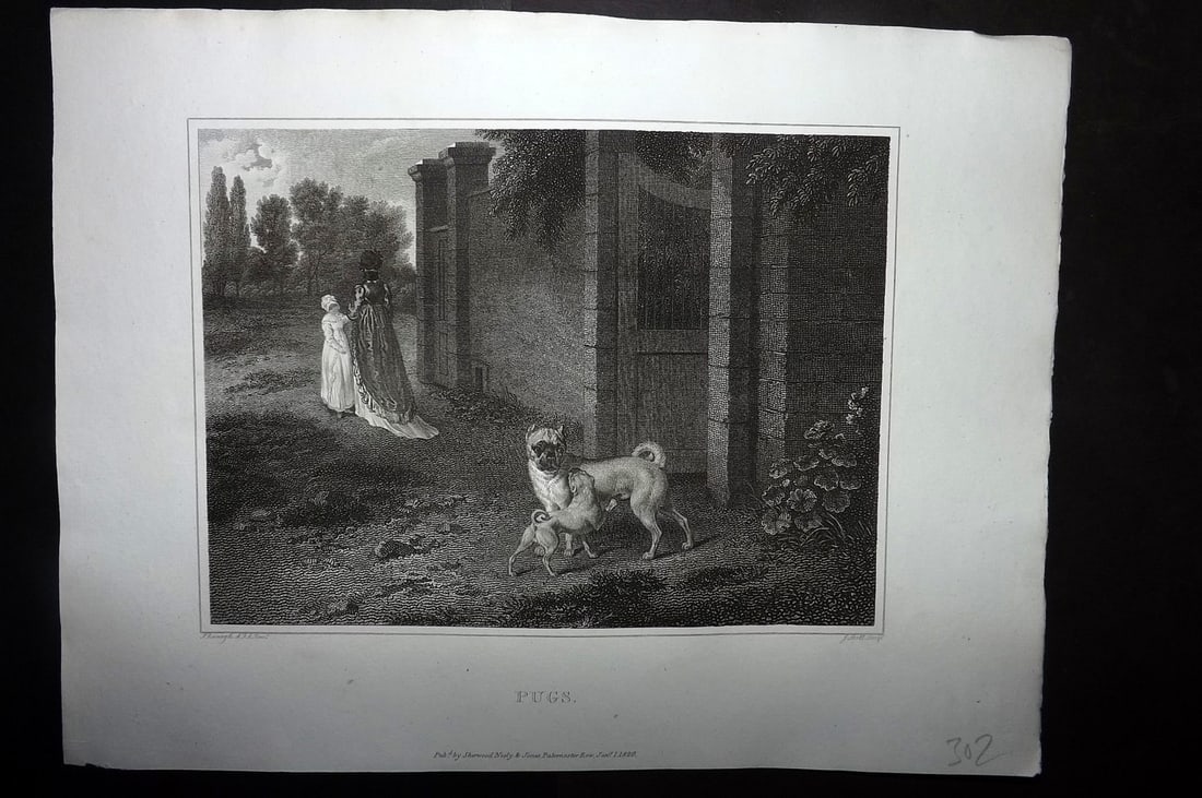 Scott, John 1820 Antique Dog Print. Pugs: Copper Plate Published 1820, London for "The Sportsman's Repository" by John Scott. Paper Size: 11.5 x 8.5 inch (29 x 22cm) Good Condition