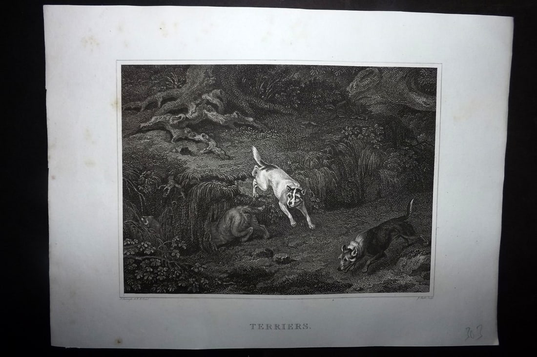 Scott, John 1820 Antique Dog Print. Terriers: Copper Plate Published 1820, London for "The Sportsman's Repository" by John Scott. Paper Size: 11.5 x 8.5 inch (29 x 22cm) Good Condition