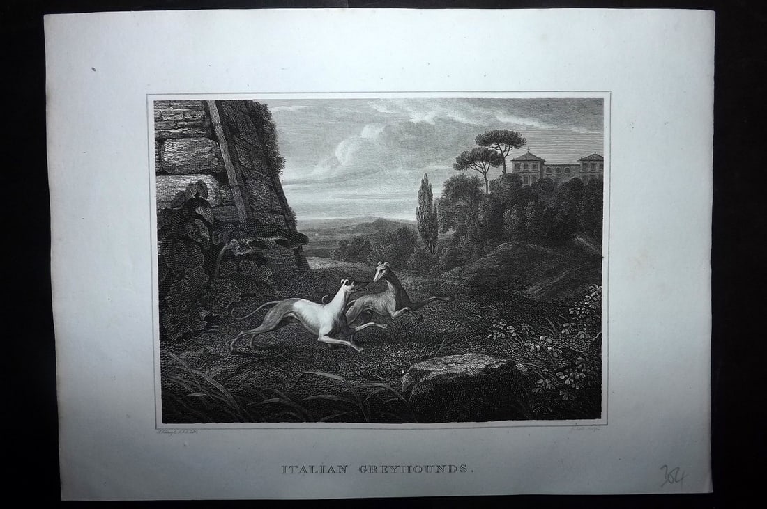 Scott, John 1820 Antique Dog Print. Italian Greyhounds: Copper Plate Published 1820, London for "The Sportsman's Repository" by John Scott. Paper Size: 11.5 x 8.5 inch (29 x 22cm) Good Condition