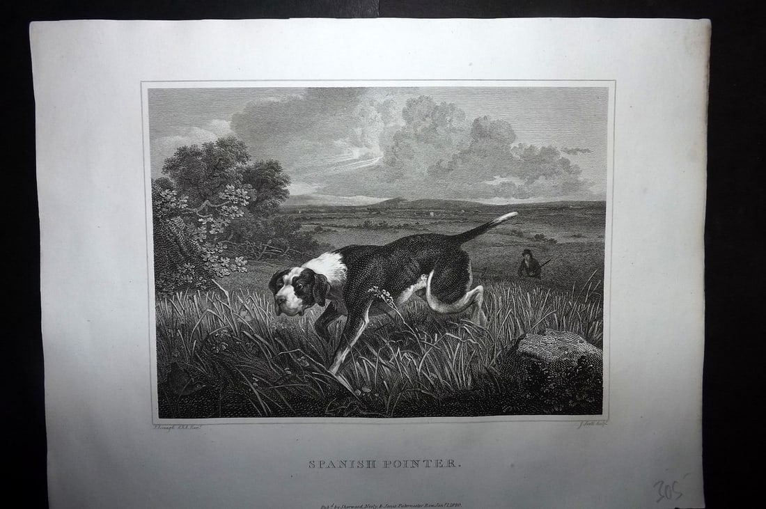 Scott, John 1820 Antique Dog Print. Spanish Pointers: Copper Plate Published 1820, London for "The Sportsman's Repository" by John Scott. Paper Size: 11.5 x 8.5 inch (29 x 22cm) Good Condition