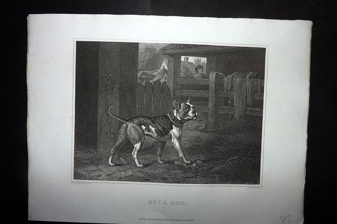 Scott, John 1820 Antique Dog Print. Bulldog (1 of 1)