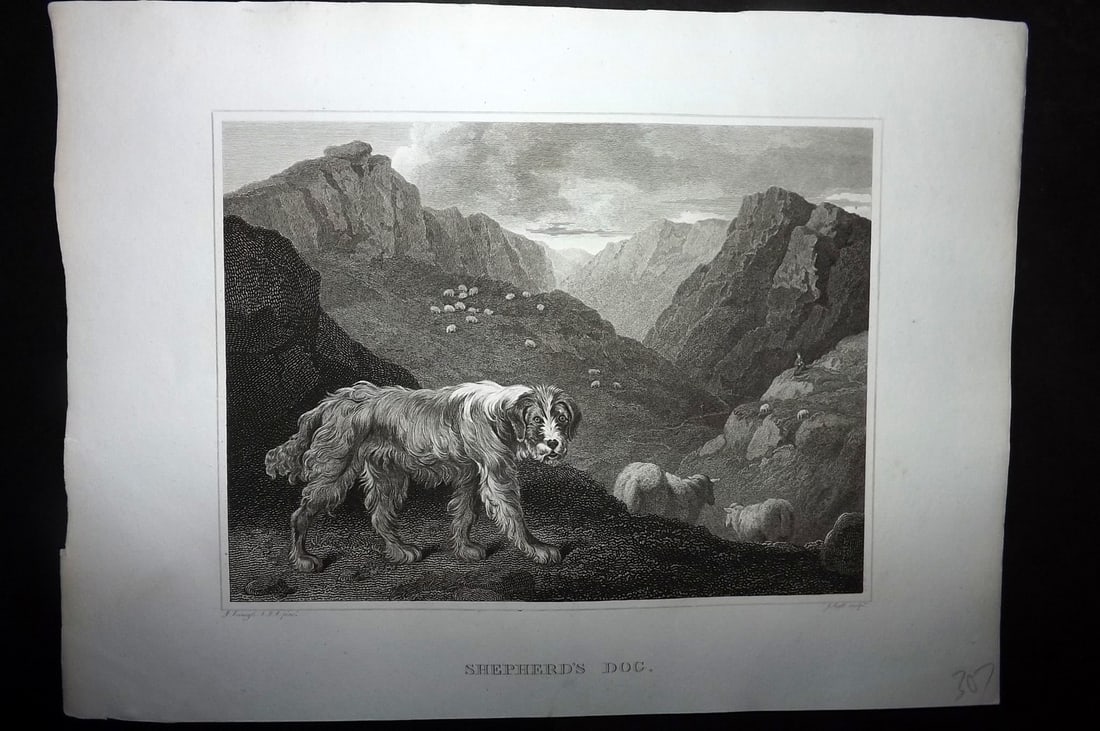 Scott, John 1820 Antique Dog Print. Sherpherd's Dog: Copper Plate Published 1820, London for "The Sportsman's Repository" by John Scott. Paper Size: 11.5 x 8.5 inch (29 x 22cm) Good Condition