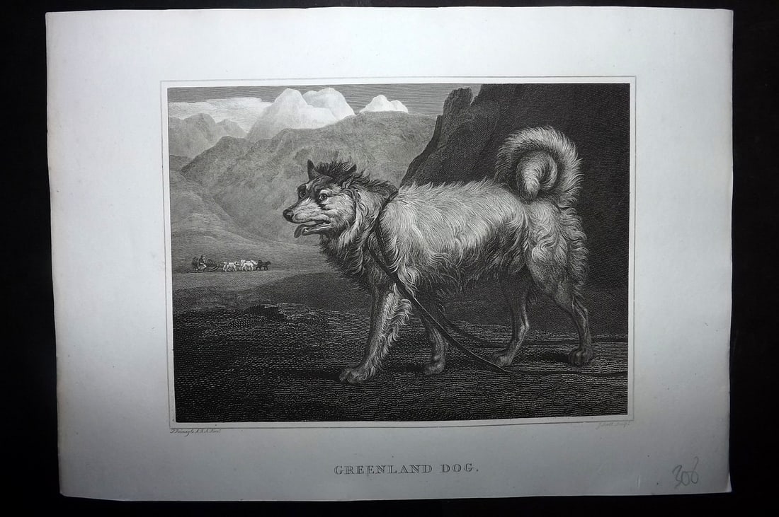 Scott, John 1820 Antique Dog Print. Greenland Dog: Copper Plate Published 1820, London for "The Sportsman's Repository" by John Scott. Paper Size: 11.5 x 8.5 inch (29 x 22cm) Good Condition