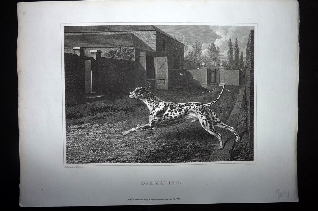 Scott, John 1820 Antique Dog Print. Dalmation: Copper Plate Published 1820, London for "The Sportsman's Repository" by John Scott. Paper Size: 11.5 x 8.5 inch (29 x 22cm) Good Condition