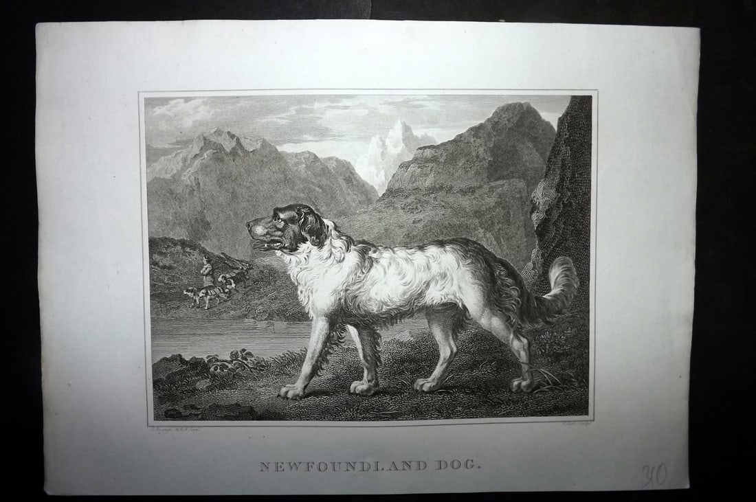 Scott, John 1820 Antique Dog Print. Newfoundland Dog: Copper Plate Published 1820, London for "The Sportsman's Repository" by John Scott. Paper Size: 11.5 x 8.5 inch (29 x 22cm) Good Condition