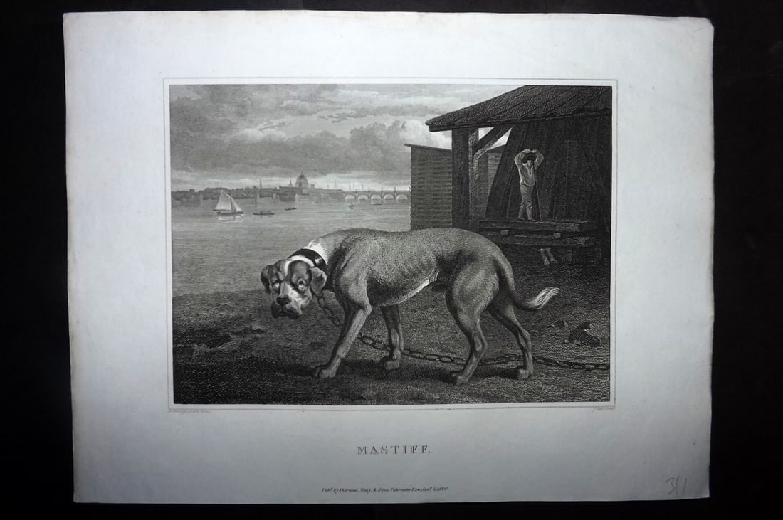 Scott, John 1820 Antique Dog Print. Mastiff: Copper Plate Published 1820, London for "The Sportsman's Repository" by John Scott. Paper Size: 11.5 x 8.5 inch (29 x 22cm) Good Condition