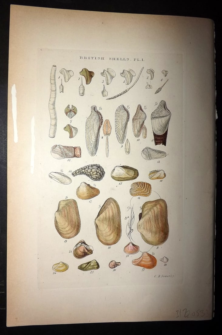 Sowerby 1887 Hand Col Shell Print. Teredo, Xylophaga, Gastrochaena etc 01: Hand Colored Etching Published 1887, London for "Illustrated Index of British Shells" by George Brettingham Sowerby. Paper Size: 10.5 x 7 inch (27 x 18cm) Small white paint mark in left margin. Good C