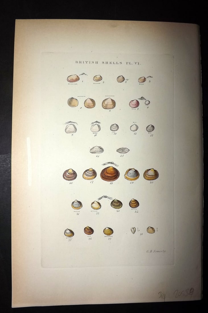 Sowerby 1887 Hand Col Shell Print. Montacuta, Cyamium, Kellia, Lepton etc 06: Hand Colored Etching Published 1887, London for "Illustrated Index of British Shells" by George Brettingham Sowerby. Paper Size: 10.5 x 7 inch (27 x 18cm) Small white paint mark in left margin. Good C