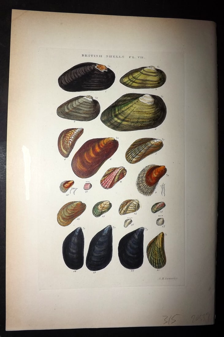 Sowerby 1887 Hand Col Shell Print. Unio, Anodonta, Dreissina, Modiola etc 07 (1 of 1)