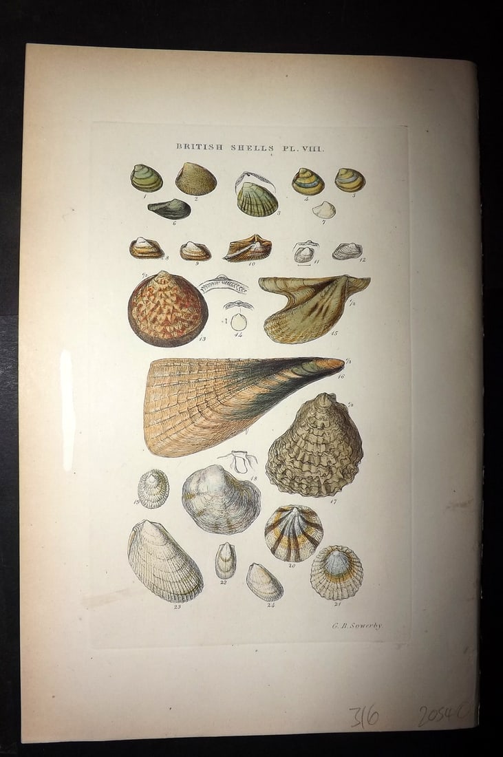Sowerby 1887 Hand Col Shell Print. Nucula, Pectunculus, Avicula etc 08: Hand Colored Etching Published 1887, London for "Illustrated Index of British Shells" by George Brettingham Sowerby. Paper Size: 10.5 x 7 inch (27 x 18cm) Small white paint mark in left margin. Good C