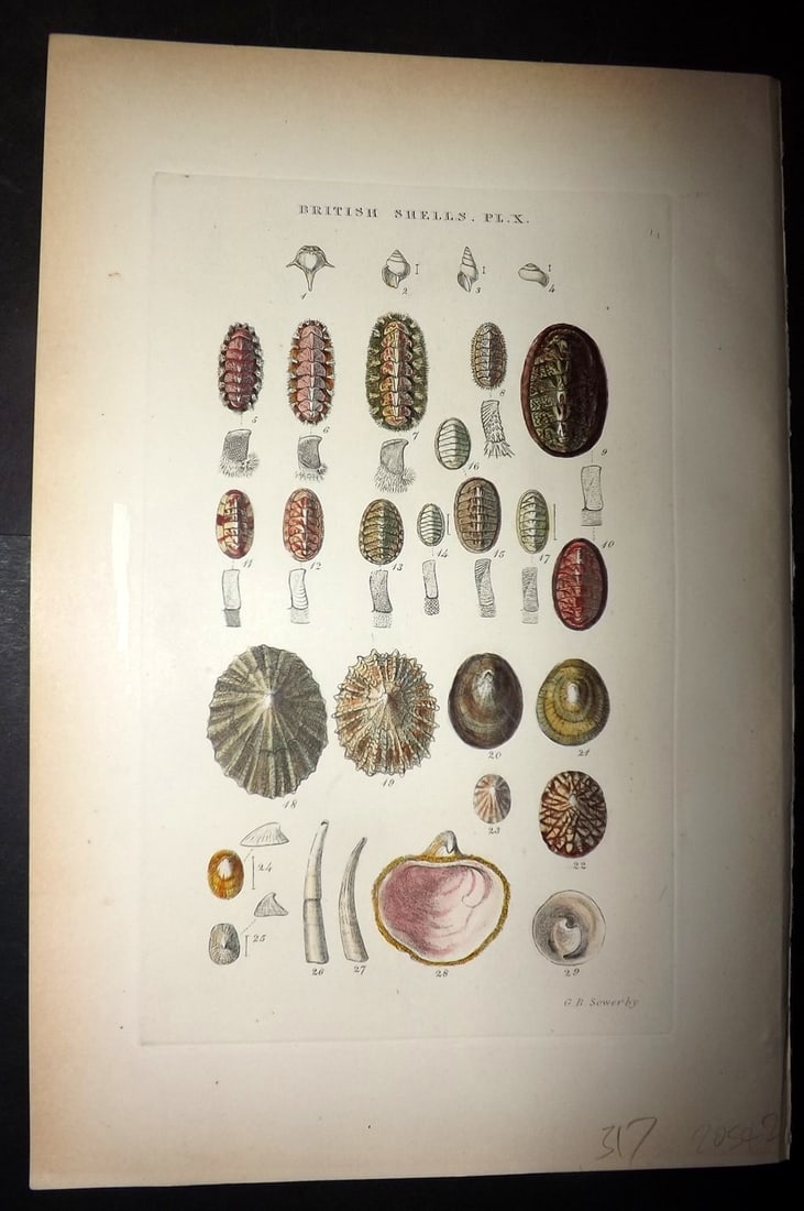 Sowerby 1887 Hand Col Shell Print. Spirialis, Chiton, Cinereus 10 (1 of 1)
