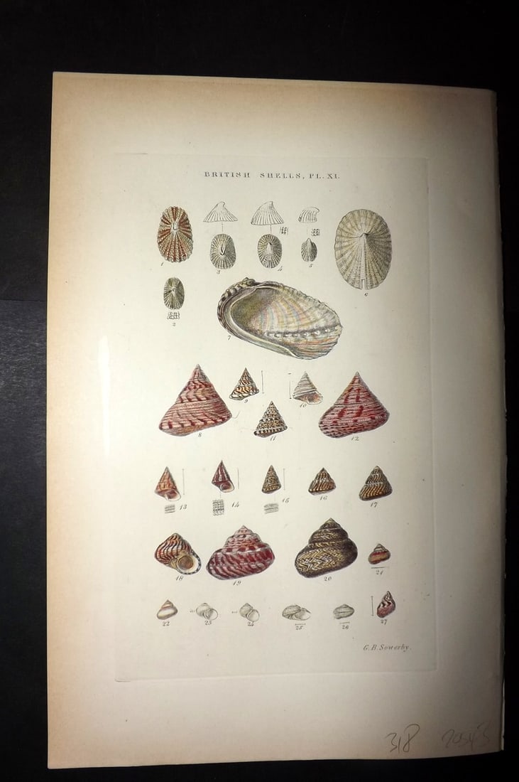 Sowerby 1887 Hand Col Shell Print. Fissurella, Puncturella, Emarginula 11 (1 of 1)