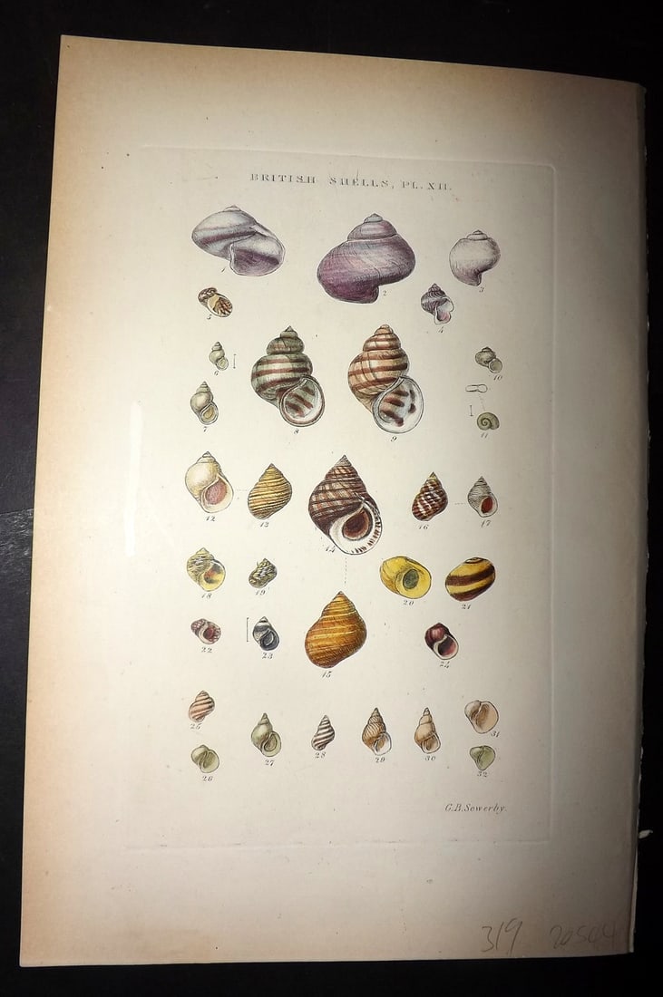 Sowerby 1887 Hand Col Shell Print. Lanthina, Neritina, Bythinia, Paludina etc 12 (1 of 1)