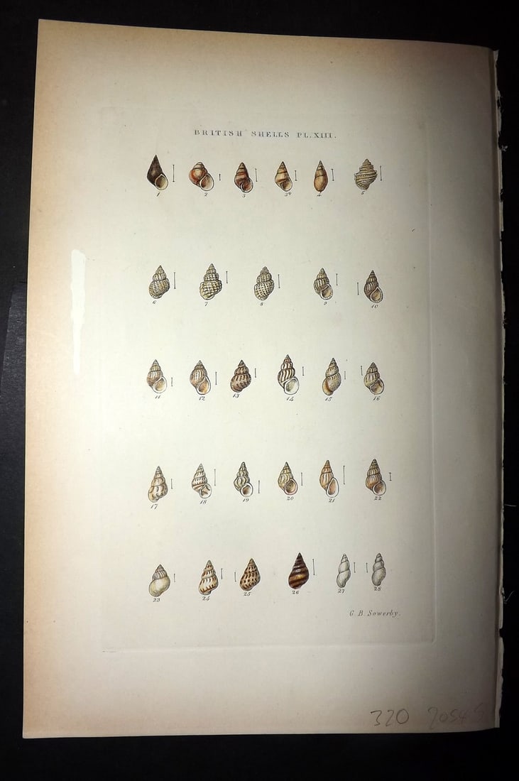 Sowerby 1887 Hand Col Shell Print. Assiminea, Rissoa, Hydrobia 13: Hand Colored Etching Published 1887, London for "Illustrated Index of British Shells" by George Brettingham Sowerby. Paper Size: 10.5 x 7 inch (27 x 18cm) Small white paint mark in left margin. Good C