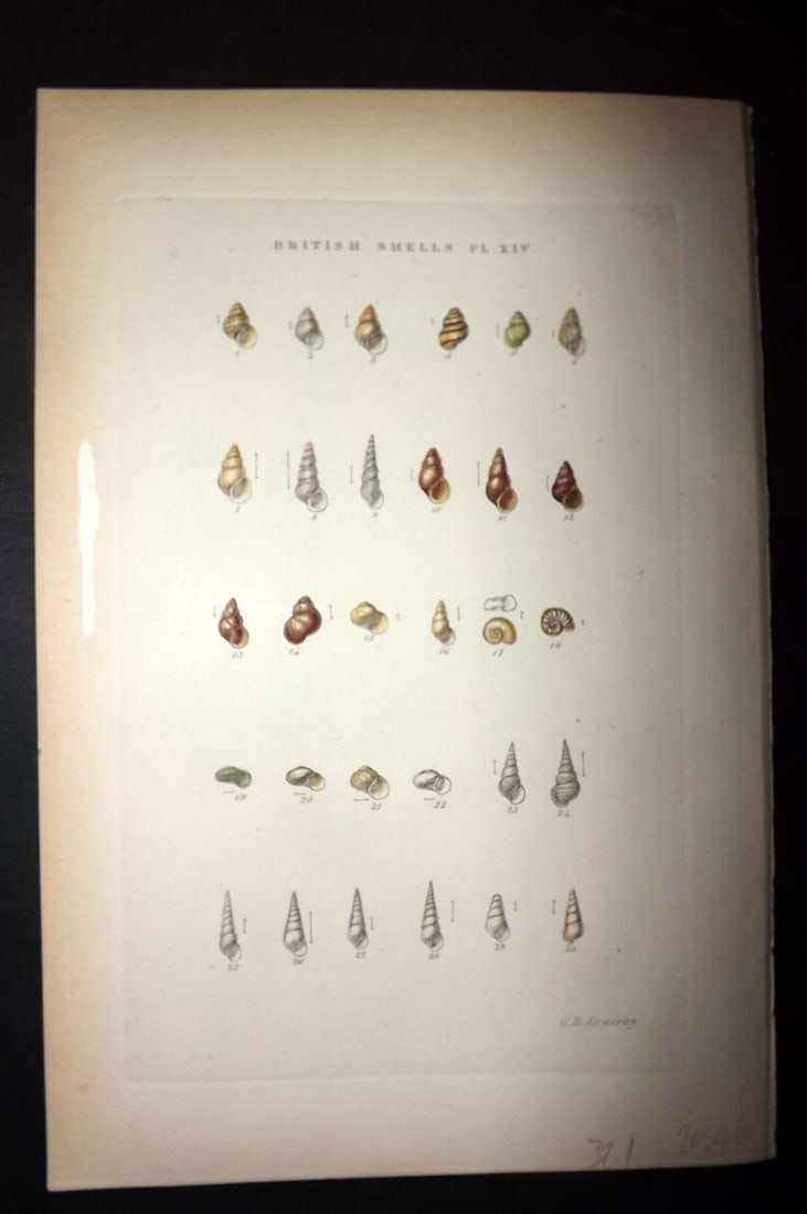 Sowerby 1887 Hand Col Shell Print. Rissoam Hydrobia, Aclis, Barleeia, Jefreysia etc 14 (1 of 1)