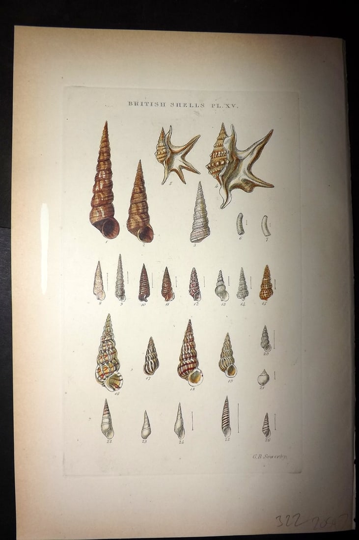 Sowerby 1887 Hand Col Shell Print. Turritella, Aporrhais, Caecum, Cerithium 15 (1 of 1)